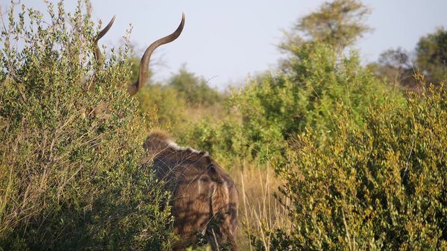 Koedoe walks away in Pilanesberg Game Reserve South Africa