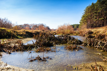 The swamp covered with mud