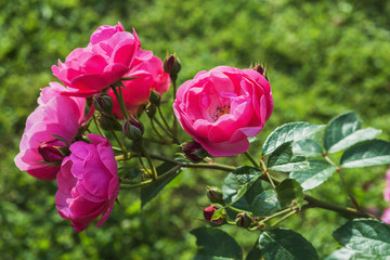 Rose bloom in the park