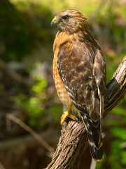 Red-shouldered Hawk on bare limb