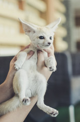 fennec fox on hands