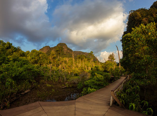 Hurdle bridge throw swamp and jungle forest, Pa Phru Tha Pom Khlong Song Nam, Krabi province,Thailand