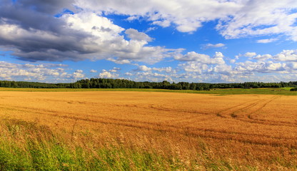 Fototapeta na wymiar Rural landscape with wheat field on sunset