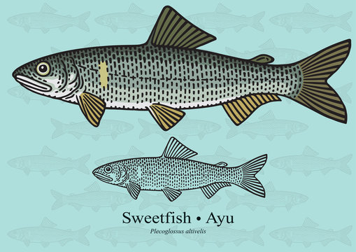 Sweetfish, Ayu. Vector illustration for artwork in small sizes. Suitable for graphic and packaging design, educational examples, web, etc.