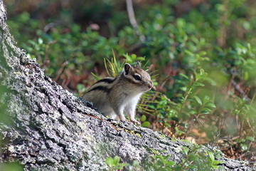 Tamias sibiricus asiaticus. Chipmunk looks because of the cedar