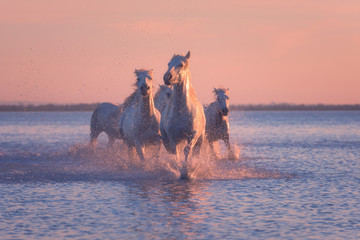 White horses run gallop in the water at soft pink sunset light, National park Camargue, Bouches-du-rhone department, Provence - Alpes - Cote d'Azur region, south France - obrazy, fototapety, plakaty