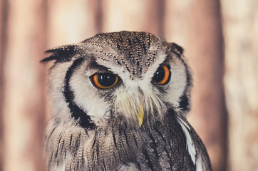 White-faced Owl
