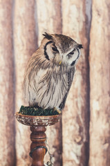 White-faced Owl
