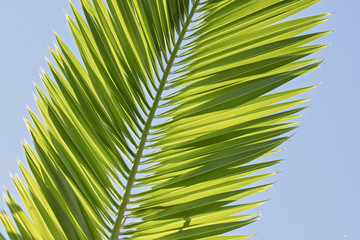Palm leaves against blue sky summer holiday, vacation postcard concept , Nature background