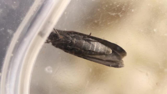 Weevil moth