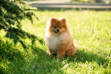 The puppy sits on a lawn under a tree in the rays of the setting sun. Pomeranian Spitz.