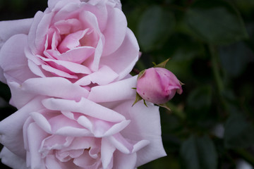 Beautiful white and pink rose