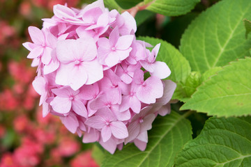 Closeup of pink hydrangea (Hydrangea macrophylla)