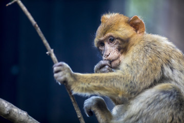 Singe