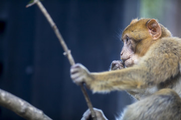Singe