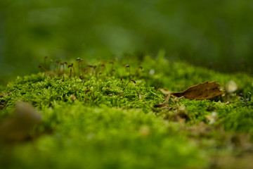 Moss in the forest