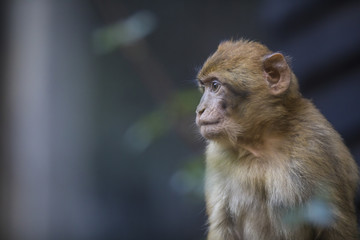 Singe