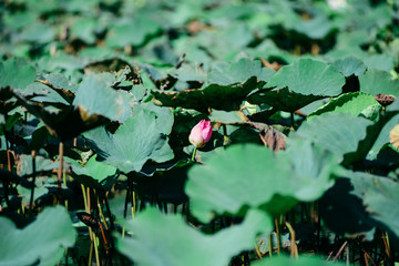 Lotus in Con Son island