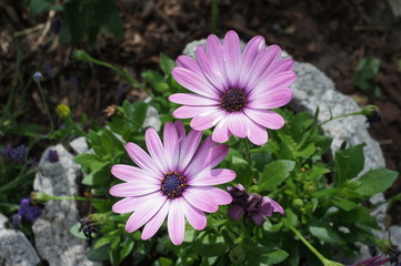 gerbera purple pink white