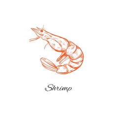 Sketched styled shrimp. Vector illustration Seafood collection