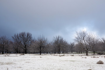 Oak trees in winter snow