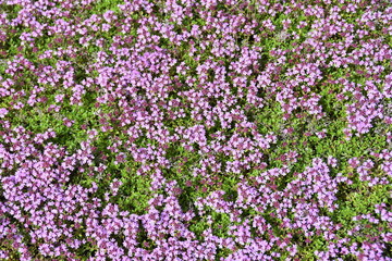 Creeping thyme Thymus praecox flowering in a garden