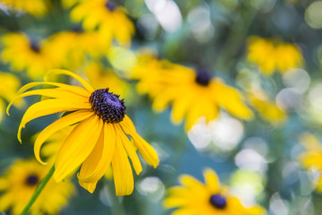 Wild Flowers