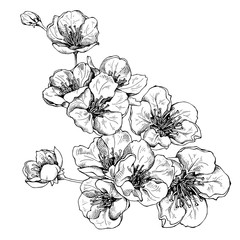 Flowers of cherry. Vector black and white illustration.
