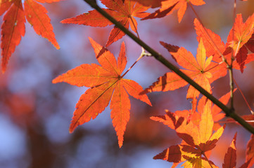 紅葉するモミジ