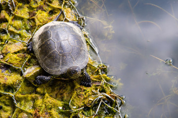 European pond turtle (Emys orbicularis)