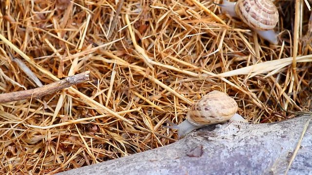 Garden snail crawling on the straw in the early morning