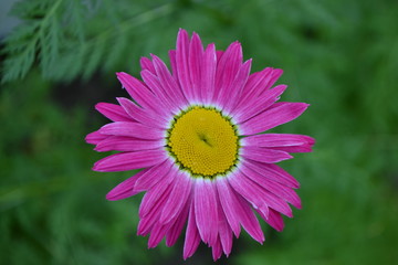 Obraz premium Pink Camomiles in the Garden