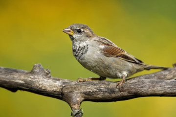Haussperling im Garten