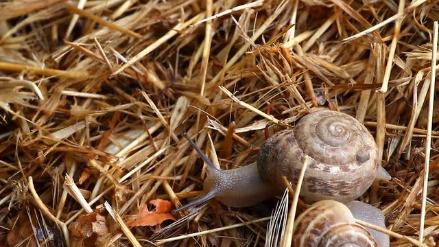 Garden snail crawling on the straw in the early morning. Closeup