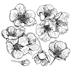 Set of a Cherry Flowers. Vector black and white illustration.