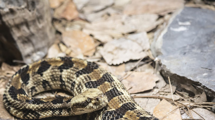 Canebrake Rattlesnake