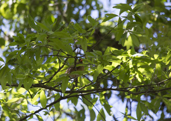 Cardinal