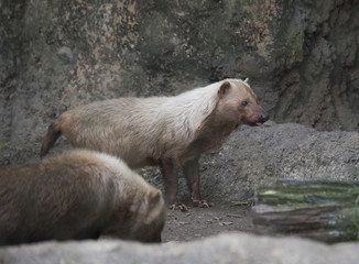 Obraz premium Bush Dogs