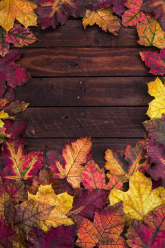 Autumn - Colorful  Leaves Background