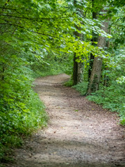 Waldweg