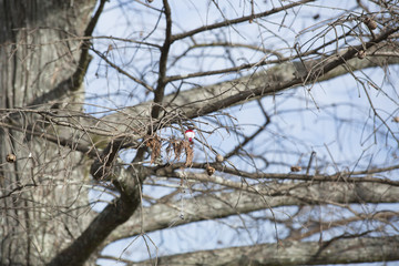 Fishing Bobber Caught in Tree