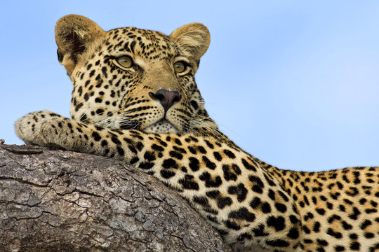 Lazy Leopard