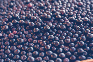 Black Chokeberry Ashberry background, selective focus