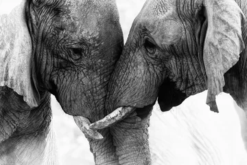 Gartenposter Elefant Elefantenberührung