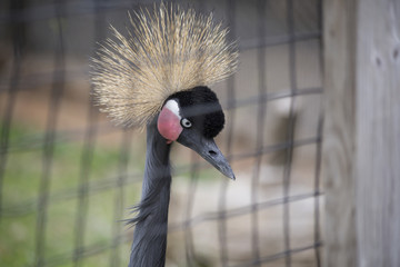 Black Crowned Crane