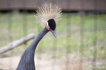 Black Crowned Crane