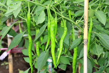 Manganji togarashi pepper
