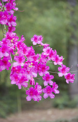 Obraz premium Azaleas