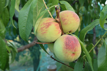 Peaches almost ripe still on the tree