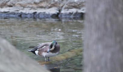 American Wigeon Duck (Anas americana)